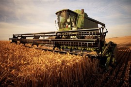 Wheat_harvest