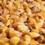 Rising U.S. dollar knocks corn near 2-month low