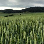 Wheat rises to 2-1/2 week high on adverse weather forecast