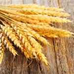 Wheat rallies to 11-day high on planting expectations, dry weather