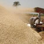 Egypt’s Wheat Mess Is Deja Vu for Traders After Jordan Woes