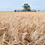 Ukraine sets new record in grain exports