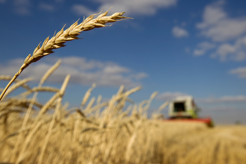 French wheat exports surge to compensate for lack of Black Sea supply