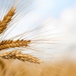 Wheat prices edge up ahead of USDA report