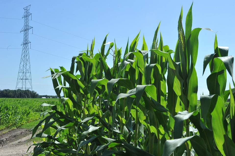 Weekly US corn use for ethanol production up 2.5 pct Shipping Herald