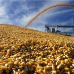 U.S. Raises Corn-Surplus Forecast as Exports Seen Declining