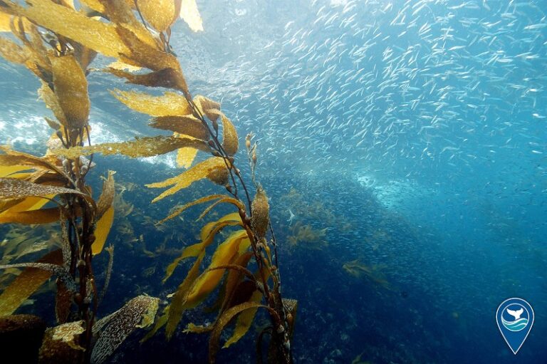 Ocean Warmth Set a Record for May